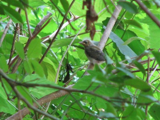 Either the 1st or 2nd chick to fledge.