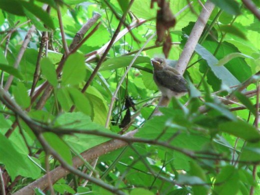Prothonotary Warbler fledgling makes it to the safety of the bushes.