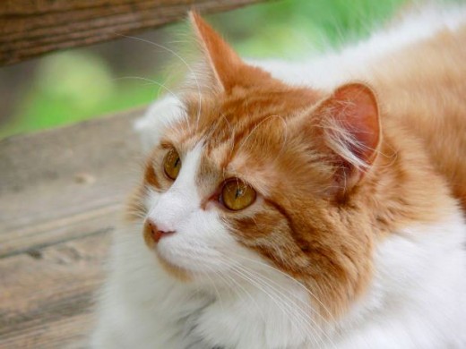 Turkish Van Can Mix