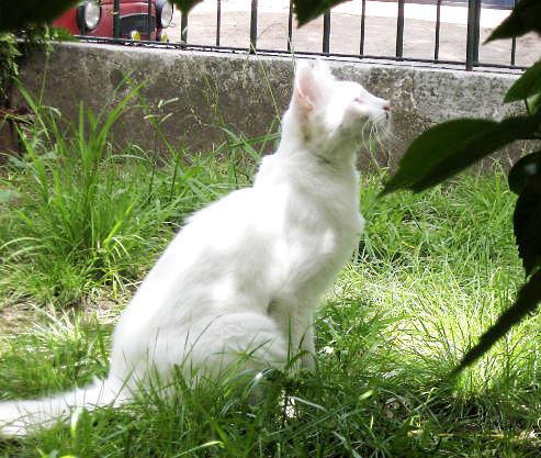 White Turkish Van Cat
