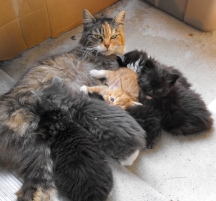 Princess' last litter, May, 2011. Princess spayed May 20, 2011. No more stray kittens needing homes!