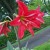 Red Amaryllis in Bloom Red Amaryllis in Bloom