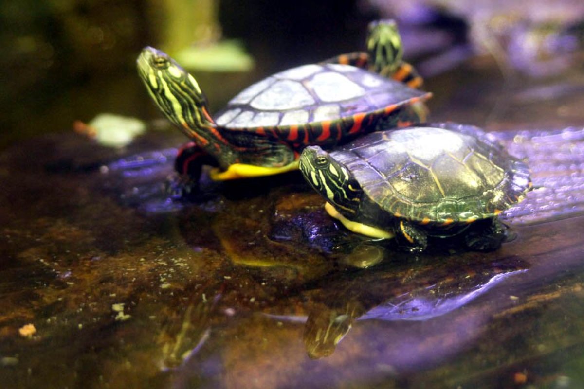 pet turtle maintenance