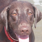 k9byron profile image