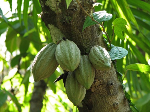 Cocoa Tree source picasaweb.google