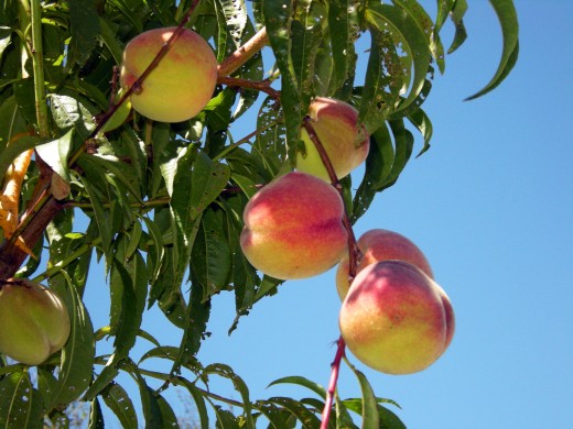 Peaches