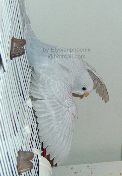 A budgie learning to fly can easily injure itself!