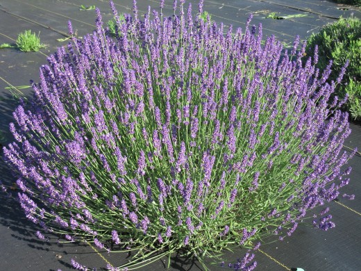 Lavandula angustifolia 'Hidcote' one of the better English lavenders for sweet culinary recipes