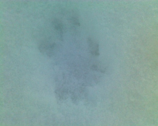 It's fun to find & identify animal tracks in the snow 
