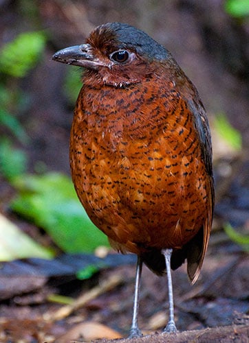 Maria the Giant Antpitta (Grallaria gigantea)