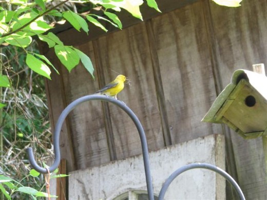 Female Prothonotary Warbler perches on shepherd's hook near box.