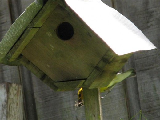 Female hides behind box when she sees me.