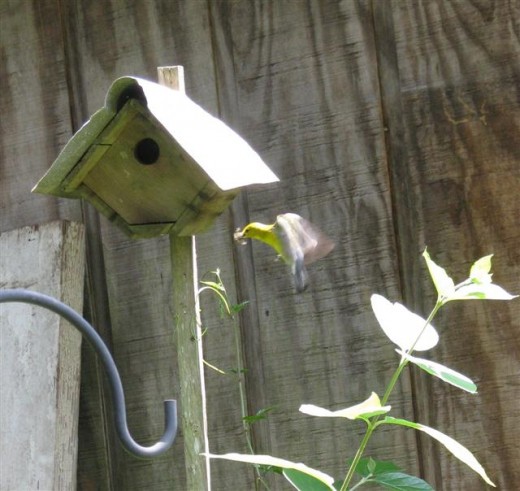 Female Prothonotary flying to the box with her mouth full.