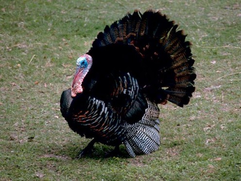 Male turkey is called a Tom.