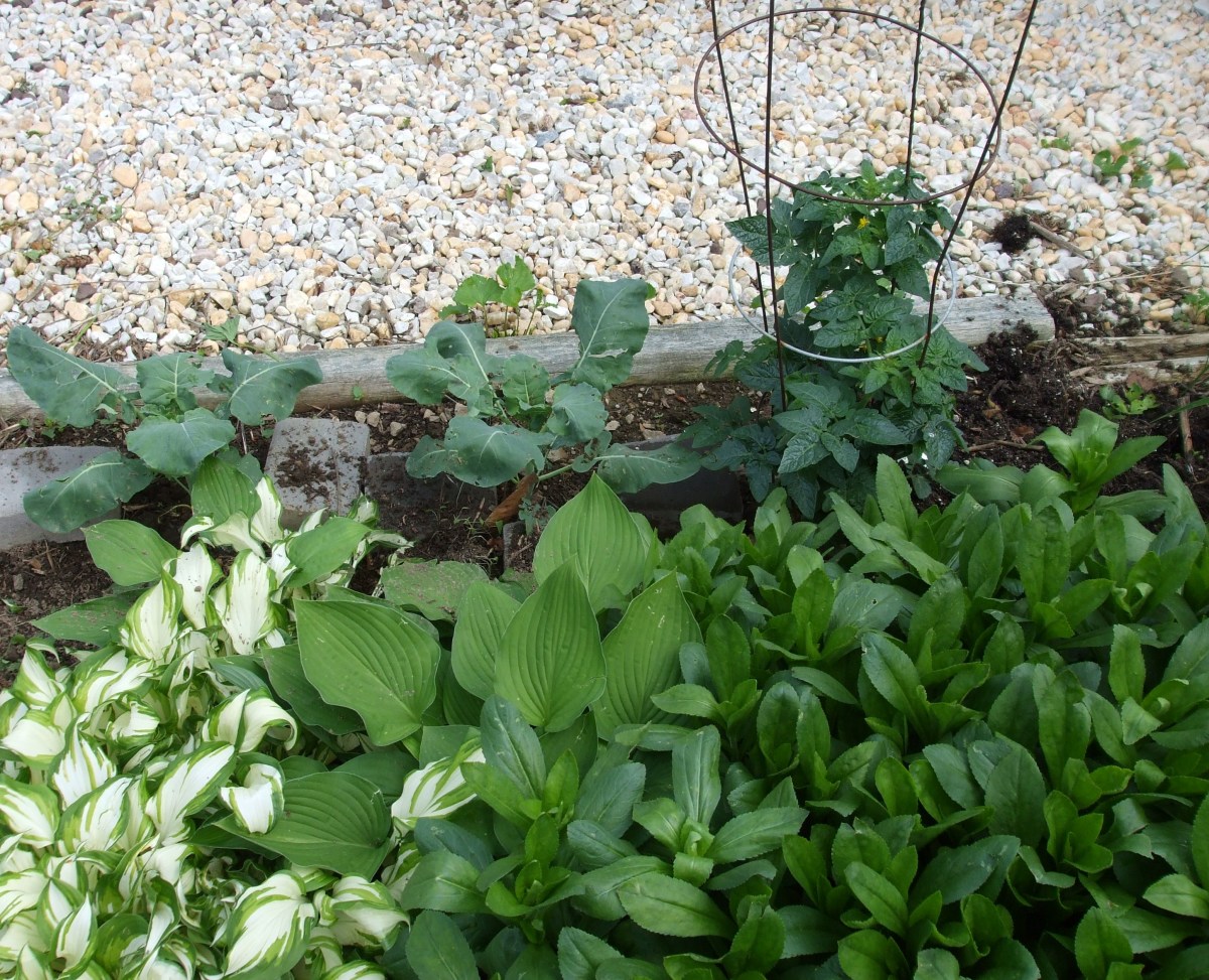 In the background are broccoli and a cherry tomato plant.  The foreground has hosta and daisies.