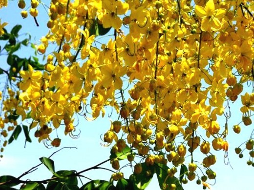 Indian Laburnum - Cassia fistula Indian Laburnum - Cassia fistula