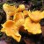 Chanterelle Mushroom Chanterelle Mushroom