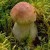 Boletus edulis Mushroom Boletus edulis Mushroom