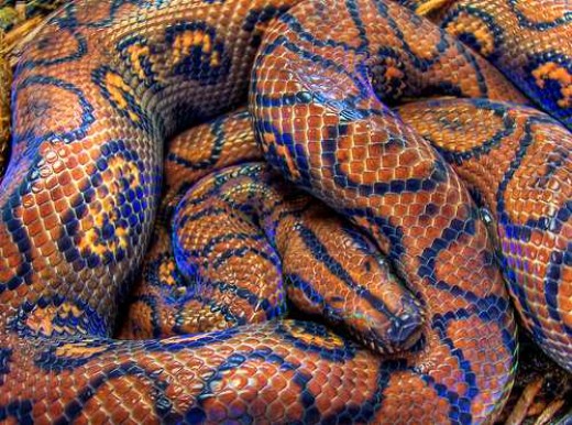 Some Interesting Facts About Snakes Hubpages