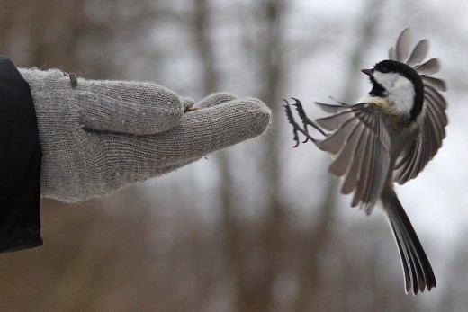 Black-capped Chickadee landing on gloved hand.