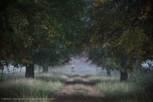 Oak avenue in the morning mist