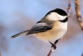 Chickadees: An Illustrated Guide to the Black-Capped Chickadee (Poecile atricapillus; formerly Parus atricapillus)