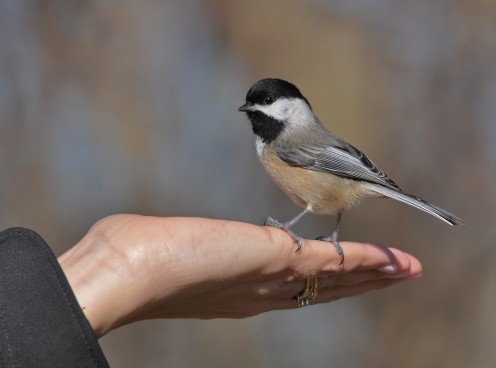 Black-capped Chickadee perching on a hand.