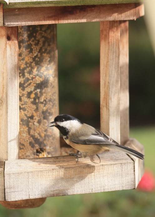 Black-capped Chickadees are a familiar sight at bird feeders across America.