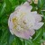 The Glorious Peony The Glorious Peony