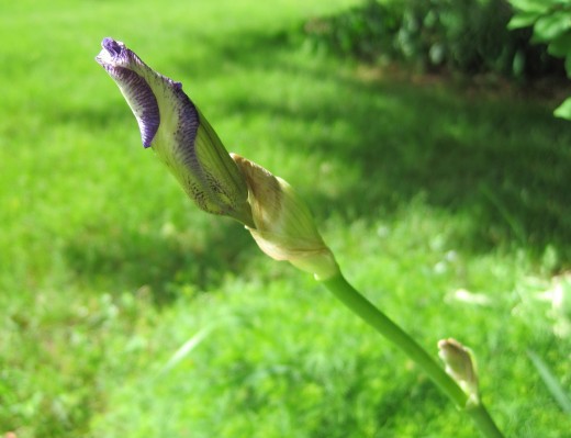 Variegated Iris