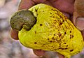 The fruit of the cashew tree with the greenish-brown cashew seed on the bottom