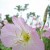 Primrose Bowing In The Wind Primrose Bowing In The Wind