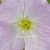 Primrose Have Amazing Details Primrose Have Amazing Details