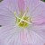 Hello World, Calls The Primrose Hello World, Calls The Primrose