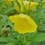 Yellow Evening Primrose Are Deeply Colored Yellow Evening Primrose Are Deeply Colored