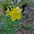 Yellow Primrose Have Sturdier Foliage Than Pinks. Yellow Primrose Have Sturdier Foliage Than Pinks.