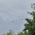 Geese Headed North For The Hot Summer Singing "See You Later" As They Fly Over Beds Of Evening Primrose Geese Headed North For The Hot Summer Singing "See You Later" As They Fly Over Beds Of Evening Primrose
