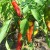 Choose healthy plants for harvesting peppers.