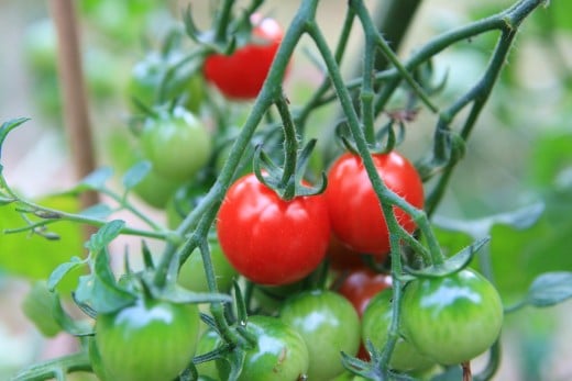 Tomatoes can be successfully grown in tropical climates.