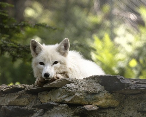 You must have me confused with some other fox. Im the lazy Arctic fox, and I dont jump for anyone.  CCL C