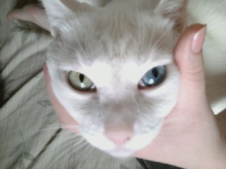 Look at Fredwards beautifully different eyes! One is greenish yellow, one is blue.