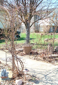 A wrought iron arbor covered in rose vine, adds interest in winter.