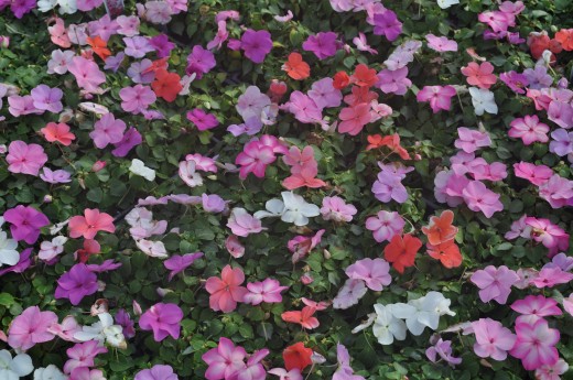 Impatiens add incredible color to a garden, and require a mix of sun and shade.