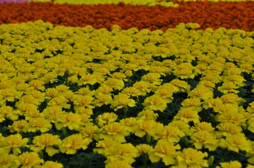 Flowers such as marigolds withstand sunnier, drier conditions.