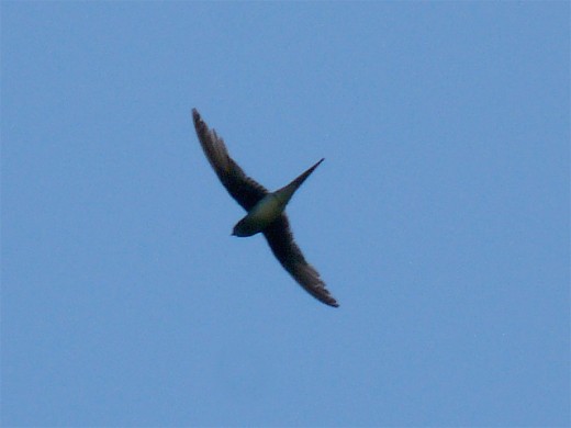 Whiskered Treeswift flight silhouette