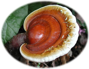 Ling Zhi (Ganoderma Lucidum) mushroom