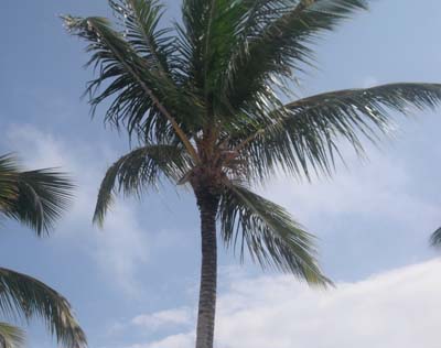 Palm Tree Bedding
