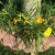 Three Year Old Stella d'oro Day Lilies Three Year Old Stella d'oro Day Lilies