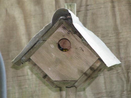 I stood about 12-15 feet away and used the pop up flash. Mama Prothonotary is sitting on the nest.