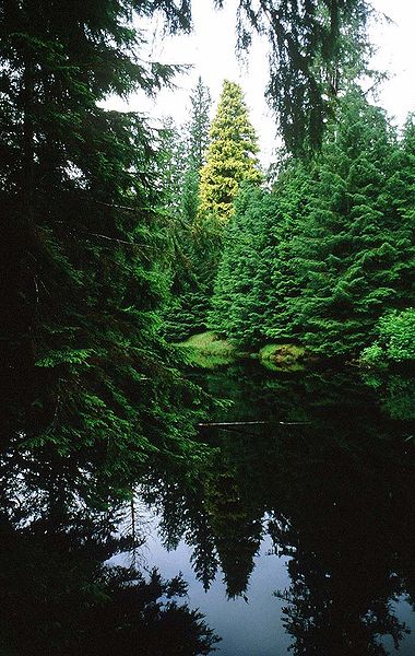 The Golden Spruce in the mid-1980s